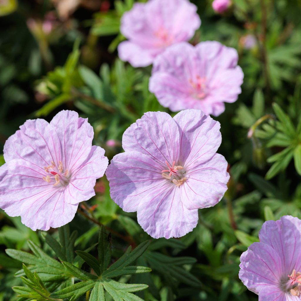 Verikurjenpolvi Frivolius Pink