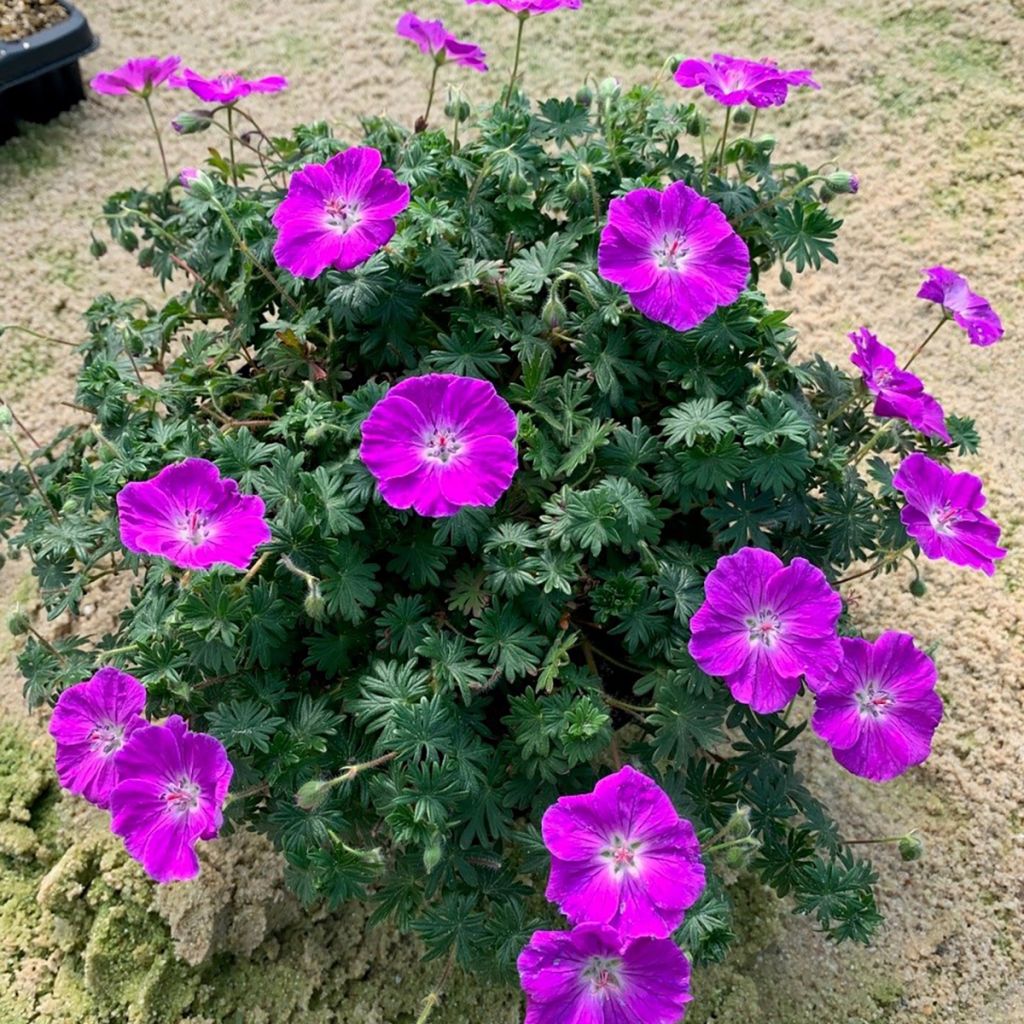 Verikurjenpolvi Frivolius Purple