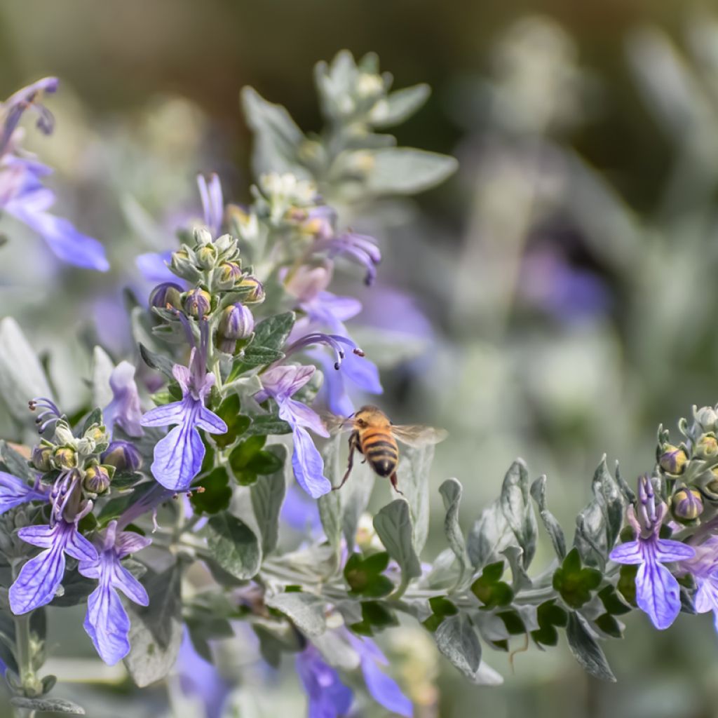 Teurikka - Teucrium fruticans