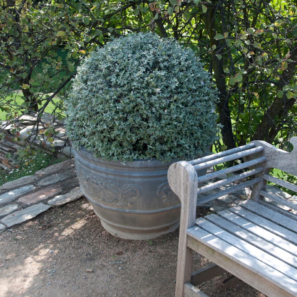 Teurikka - Teucrium fruticans