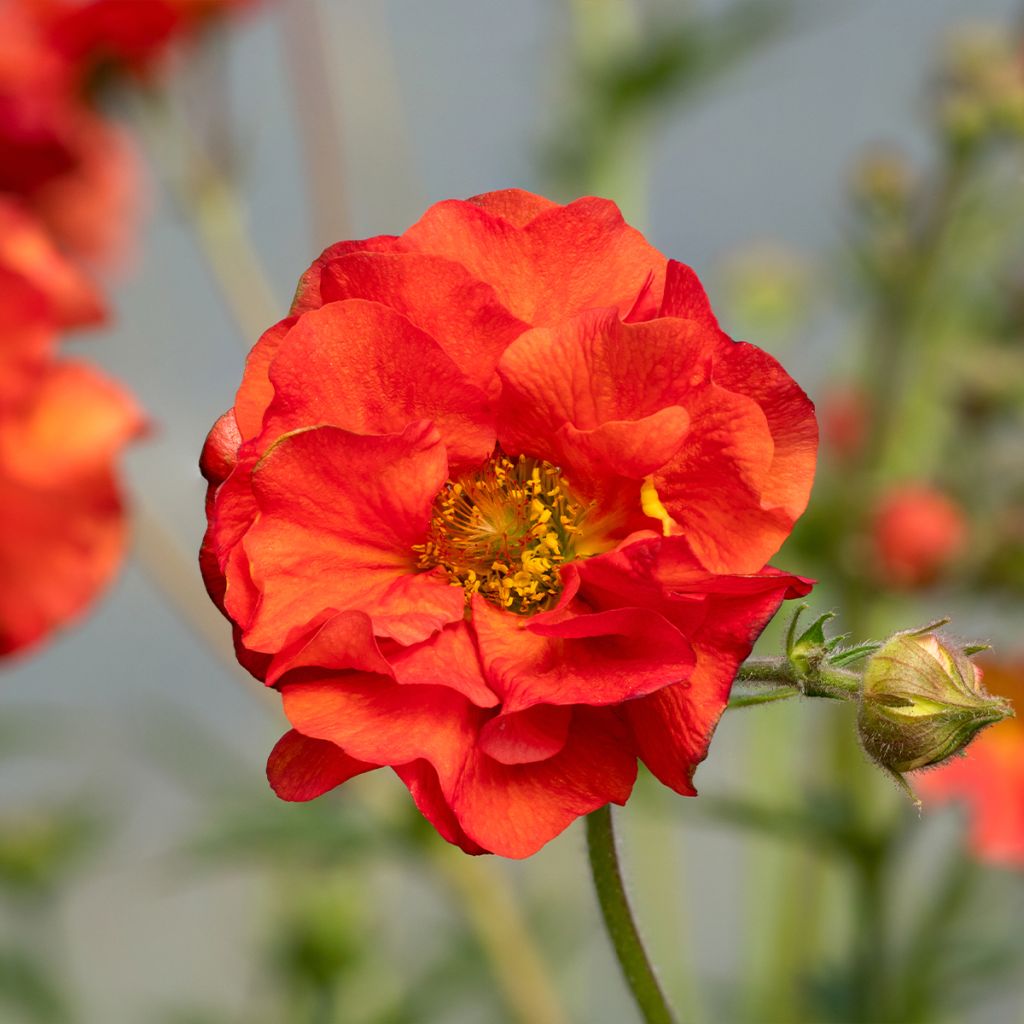 Tulikellukka Fiery Tempest