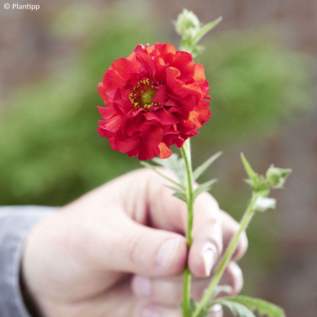 Tulikellukka Firestarter