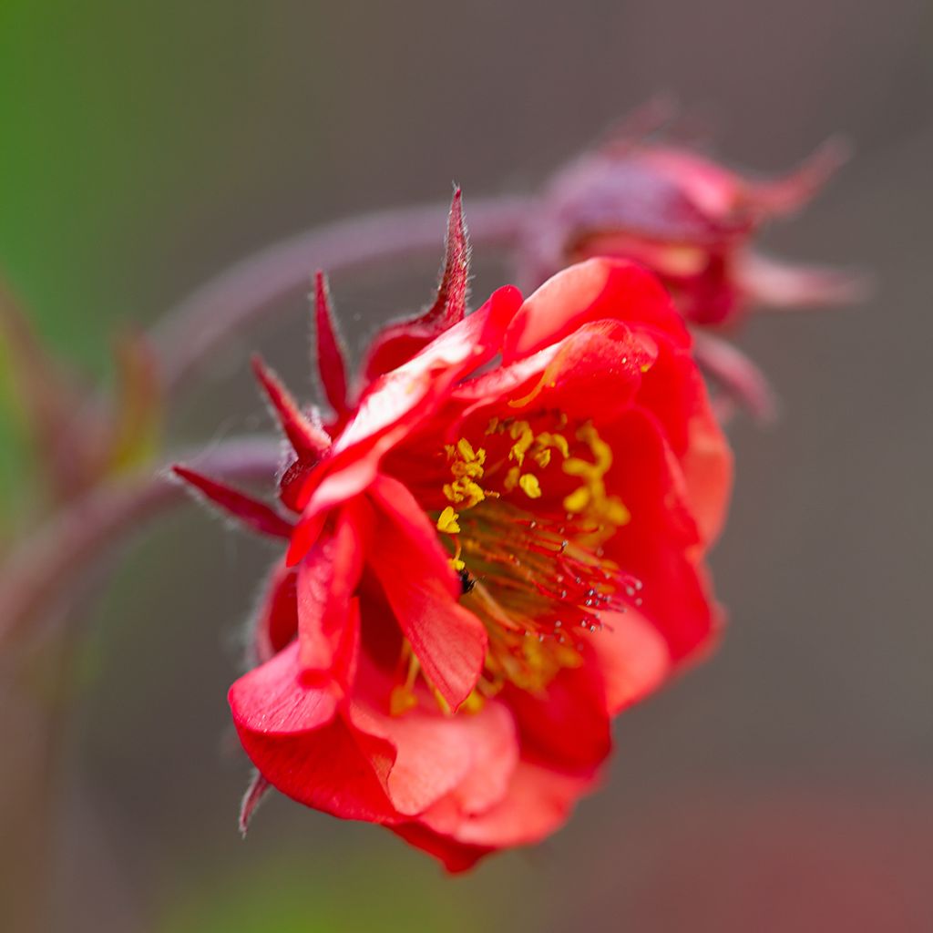 Tulikellukka Flames of Passion