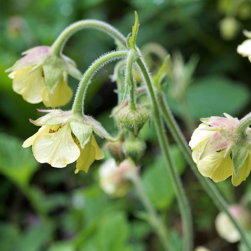 Ojakellukka Lemon Drops