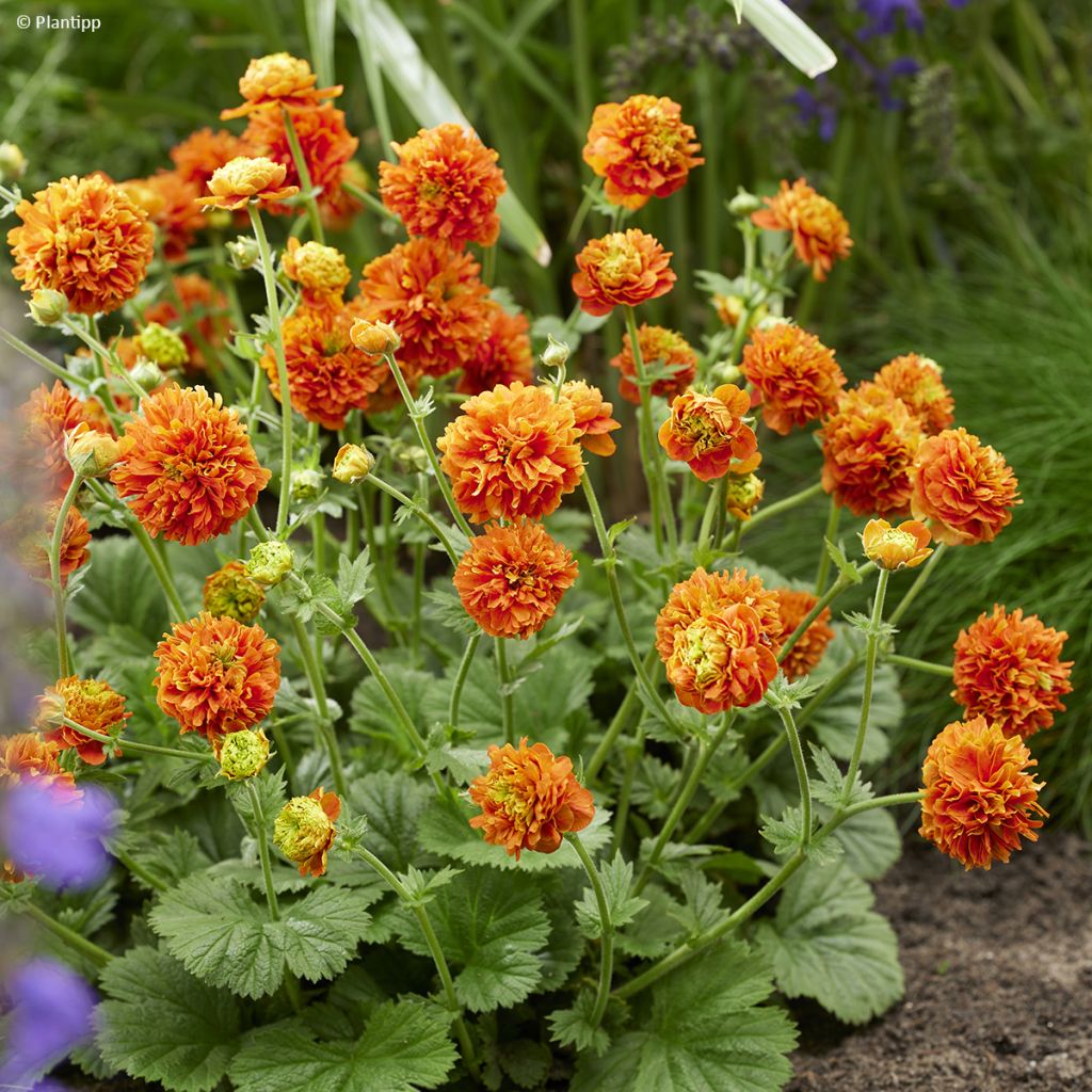 Tulikellukka Orange Pumpkin