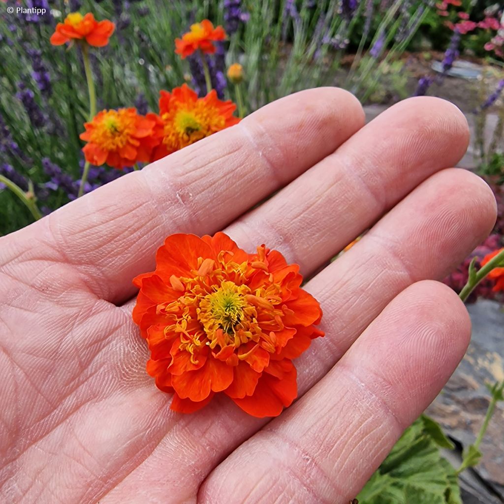 Tulikellukka Orange Pumpkin