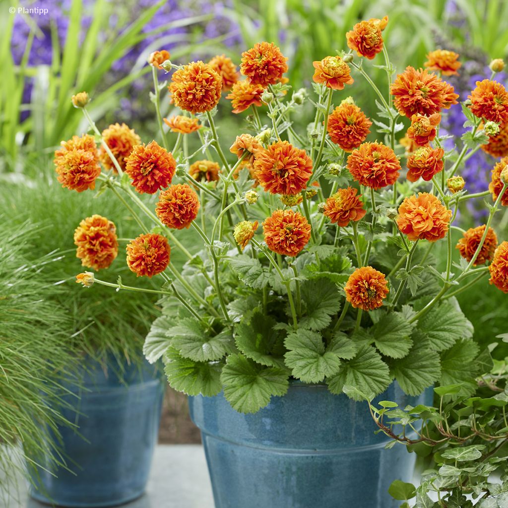 Tulikellukka Orange Pumpkin