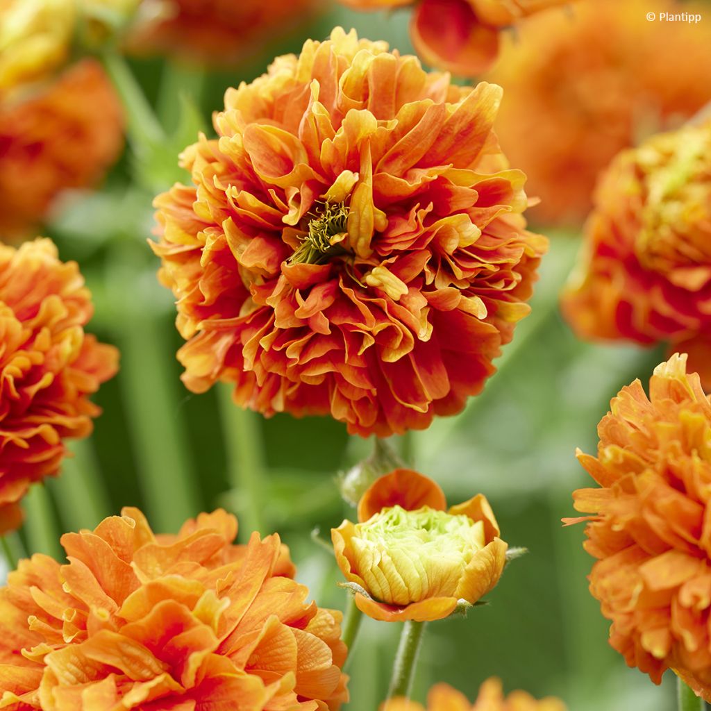 Tulikellukka Orange Pumpkin