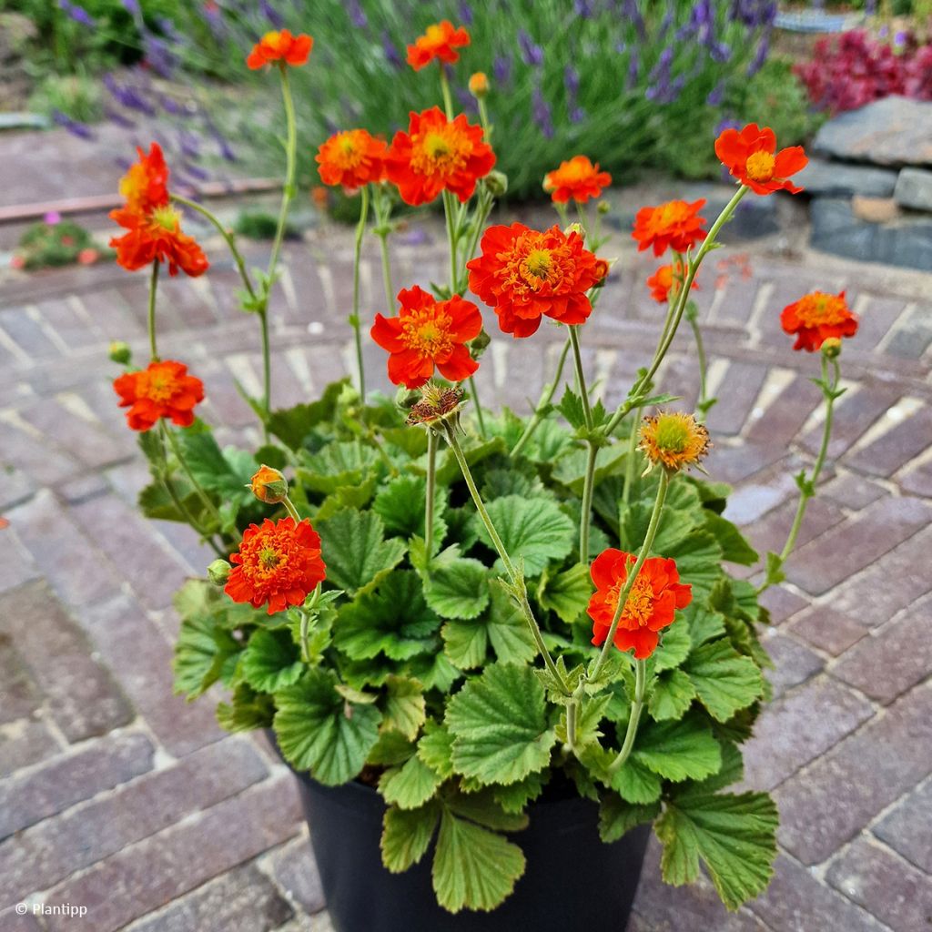 Tulikellukka Orange Pumpkin
