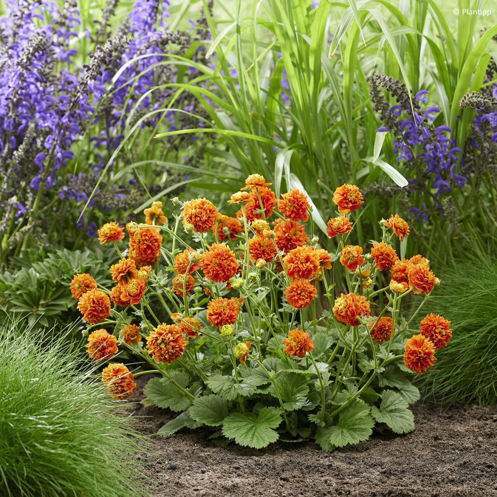 Tulikellukka Orange Pumpkin