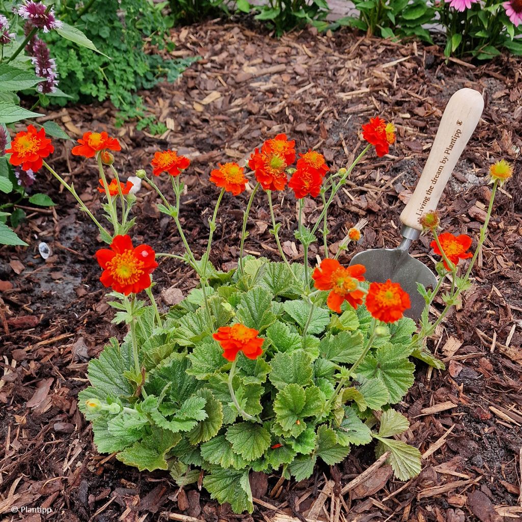 Tulikellukka Orange Pumpkin