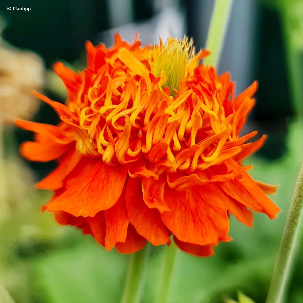 Tulikellukka Orange Pumpkin