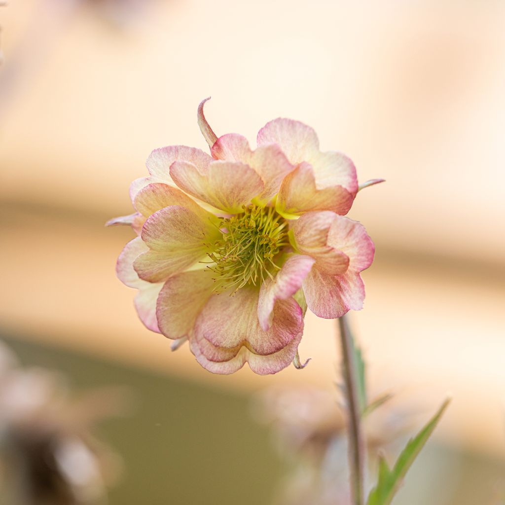 Tulikellukka Pretticoats Peach
