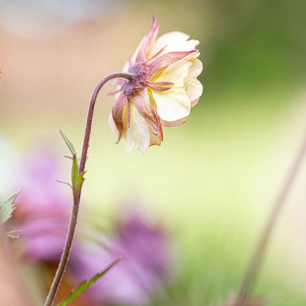 Tulikellukka Pretticoats Peach