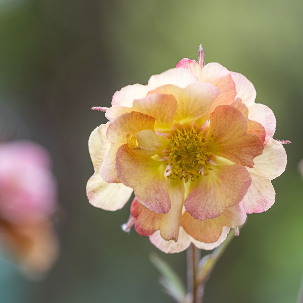 Tulikellukka Pretticoats Peach