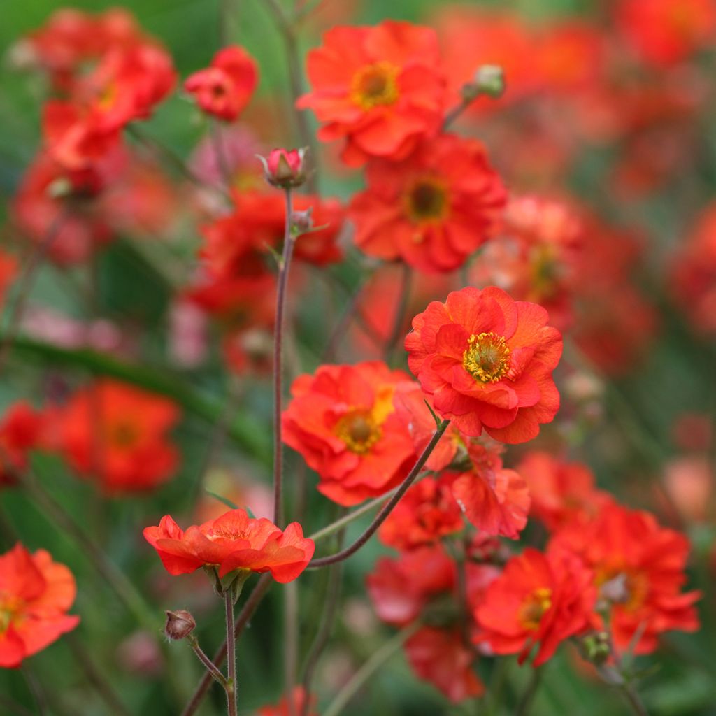 Tulikellukka Scarlet Tempest