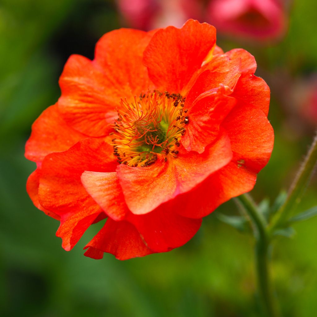 Tulikellukka Scarlet Tempest