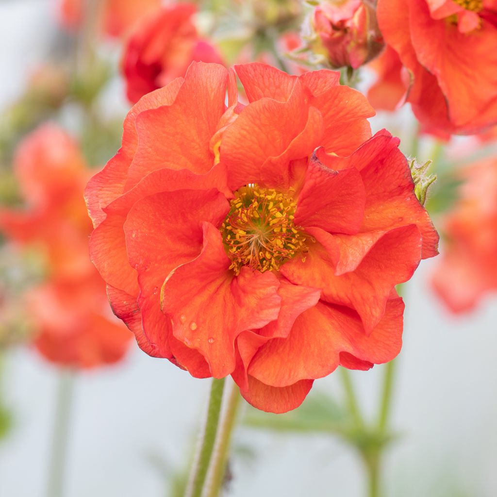 Tulikellukka Scarlet Tempest