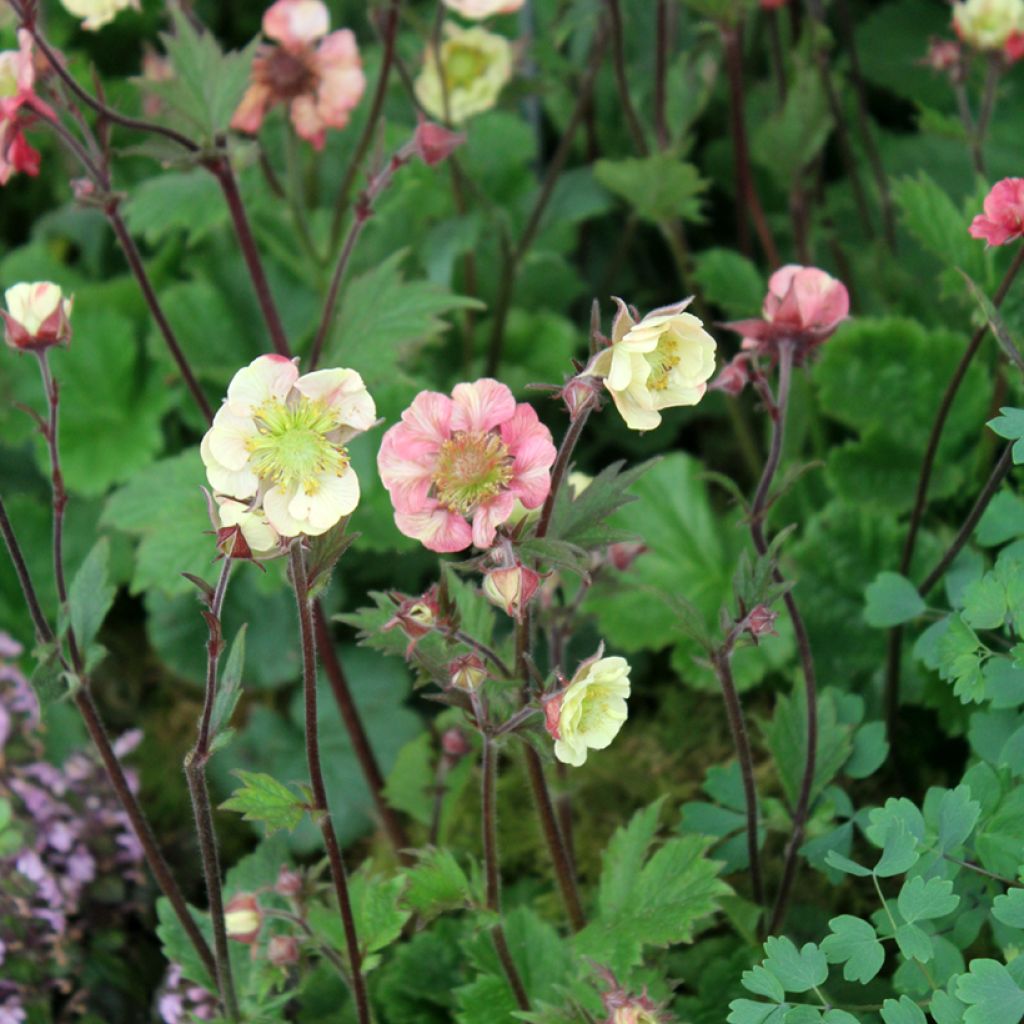 Tulikellukka Tempo Rose