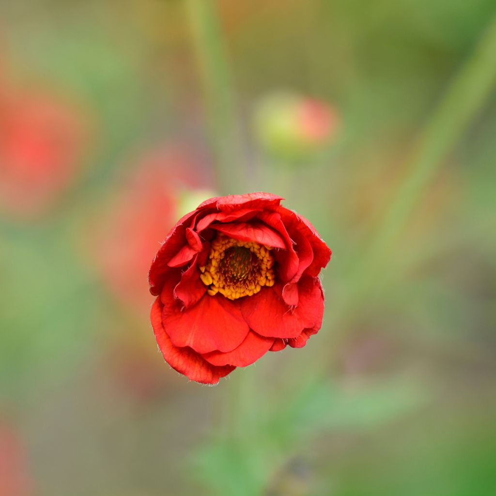 Tarhakellukka Mrs Bradshaw