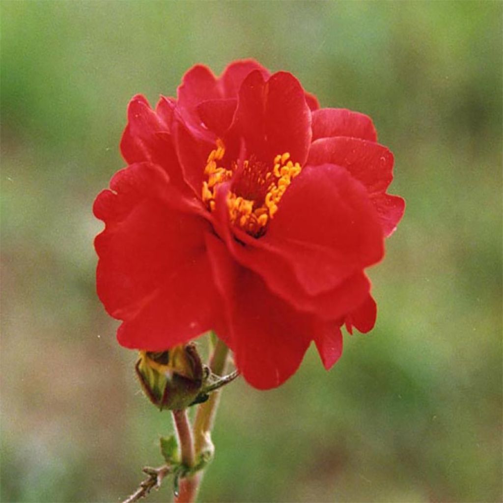 Tarhakellukka Mrs Bradshaw