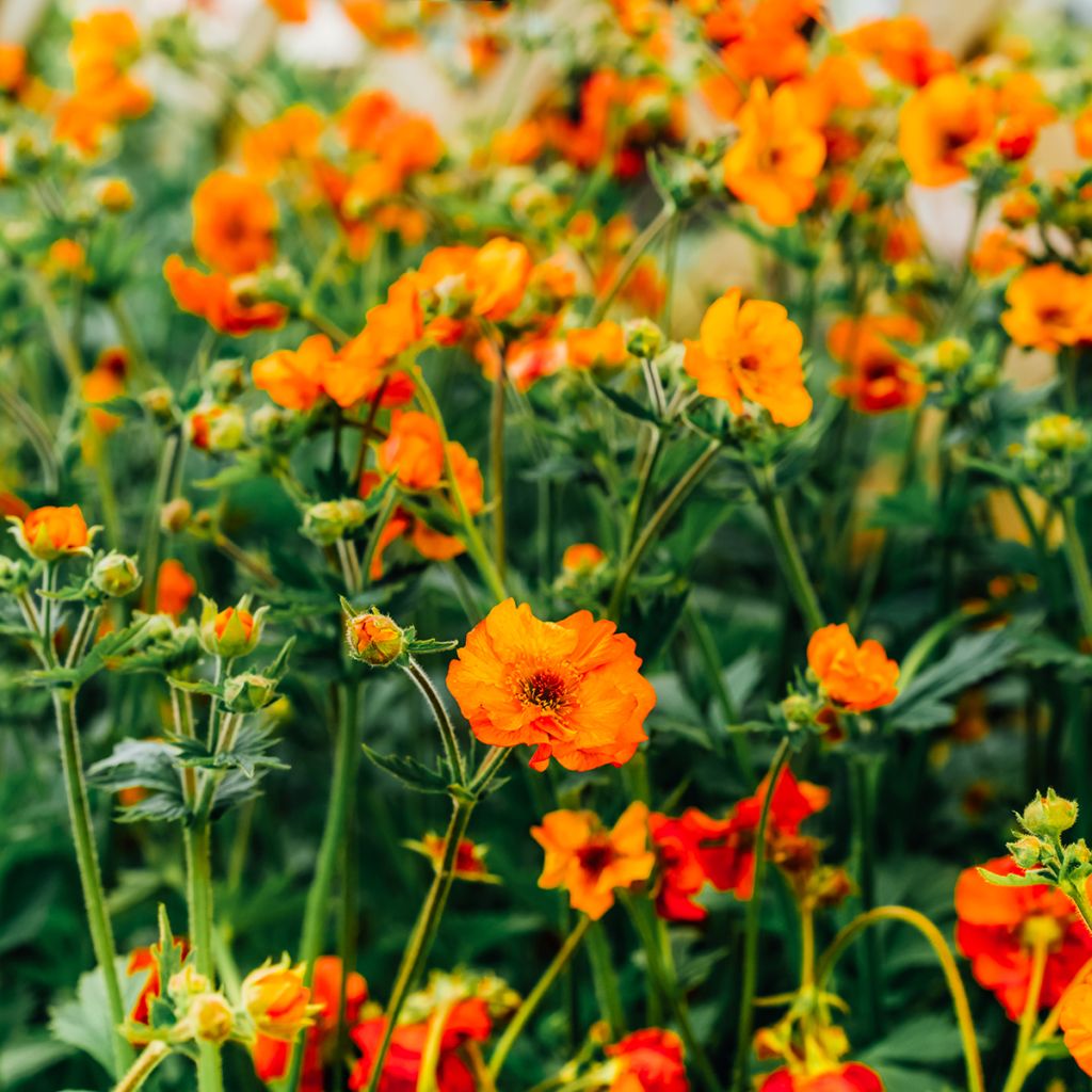 Tulikellukka Feuermeer