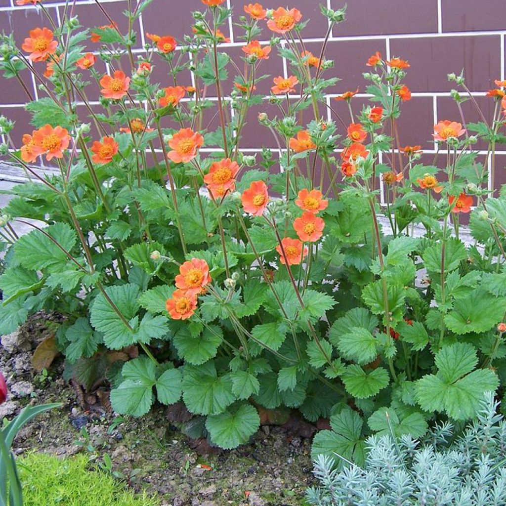 Tulikellukka Werner Arends