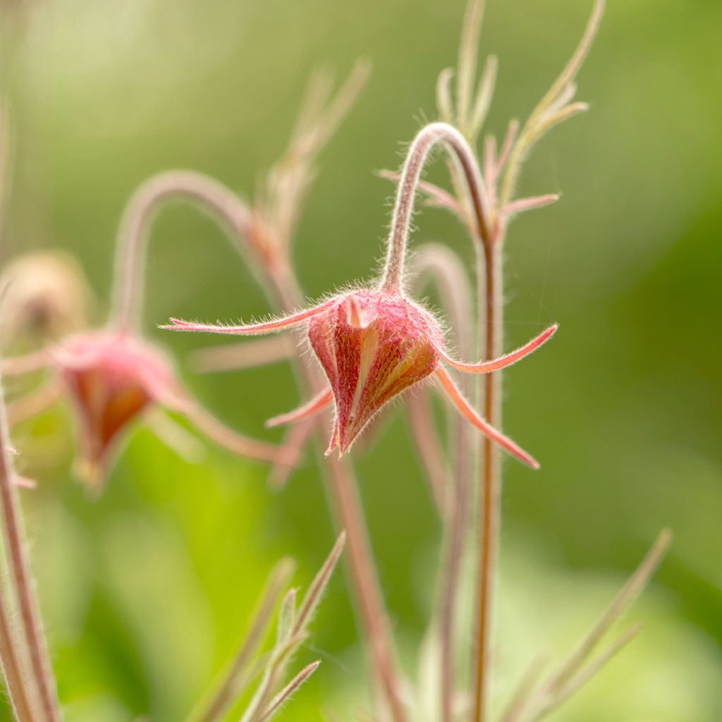 Sulkakellukka - Geum triflorum