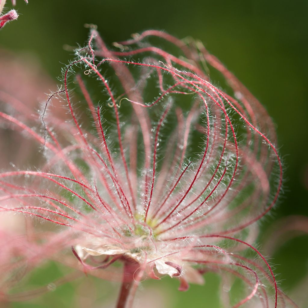 Sulkakellukka - Geum triflorum