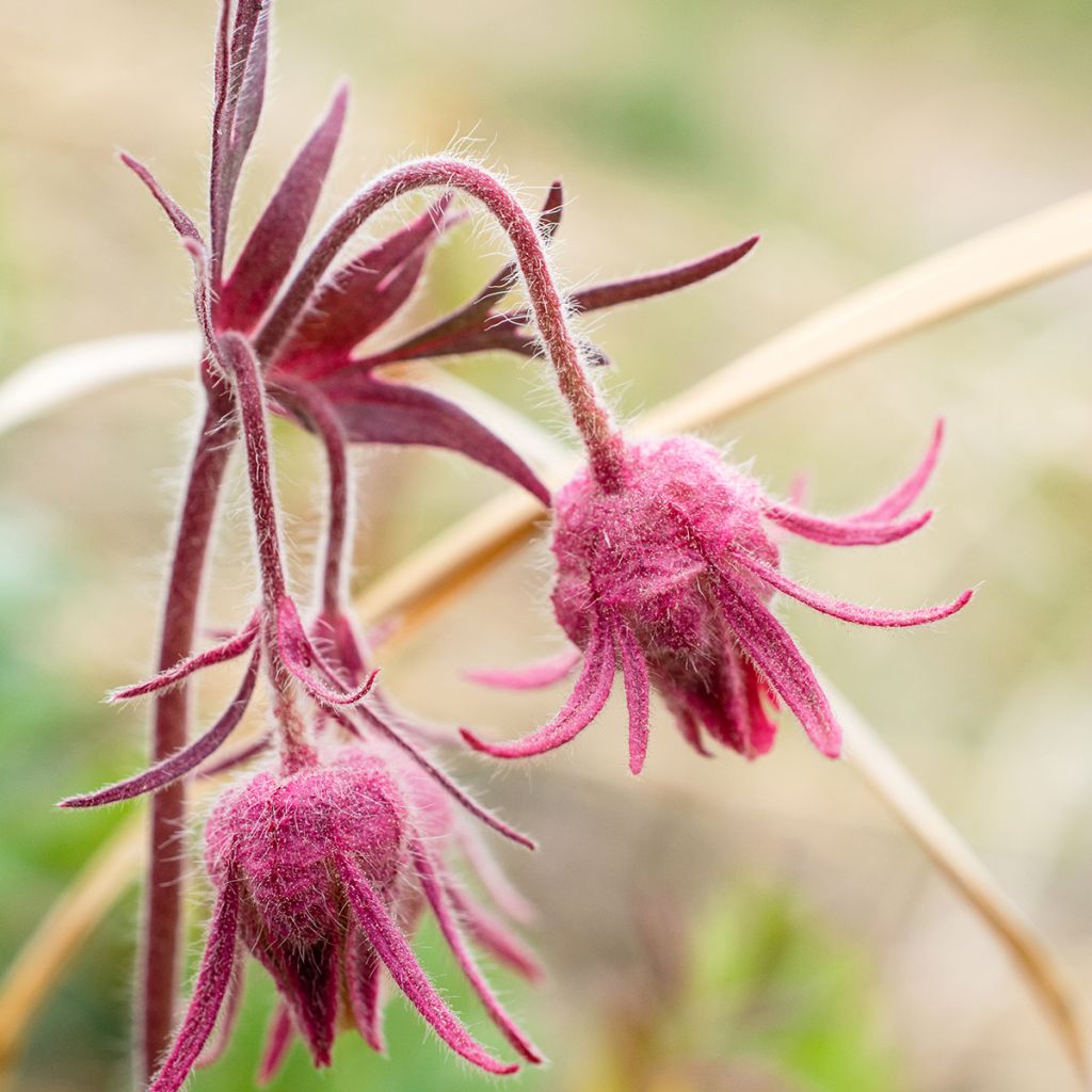 Sulkakellukka - Geum triflorum