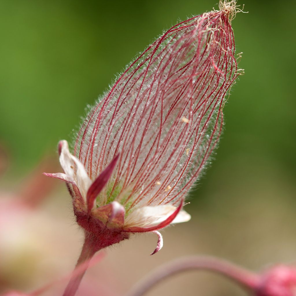 Sulkakellukka - Geum triflorum