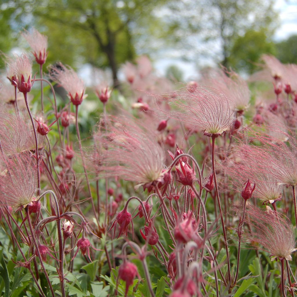Sulkakellukka - Geum triflorum