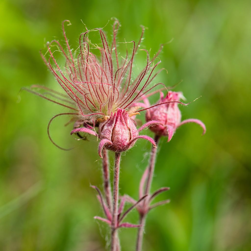 Sulkakellukka - Geum triflorum