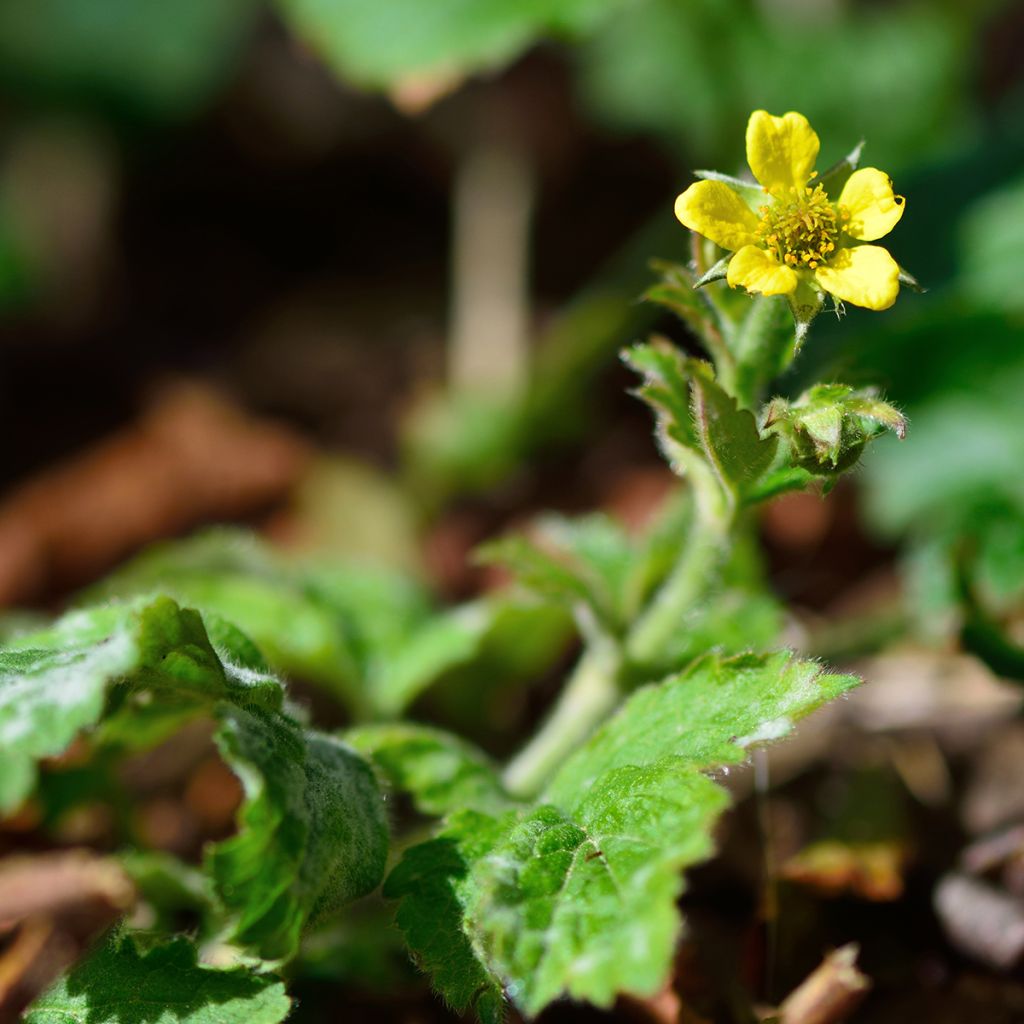 Kyläkellukka - Geum urbanum