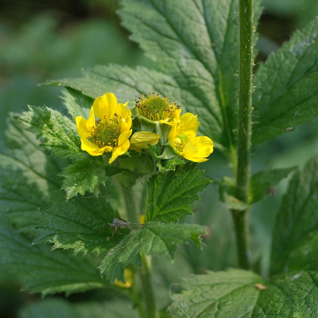 Kyläkellukka - Geum urbanum
