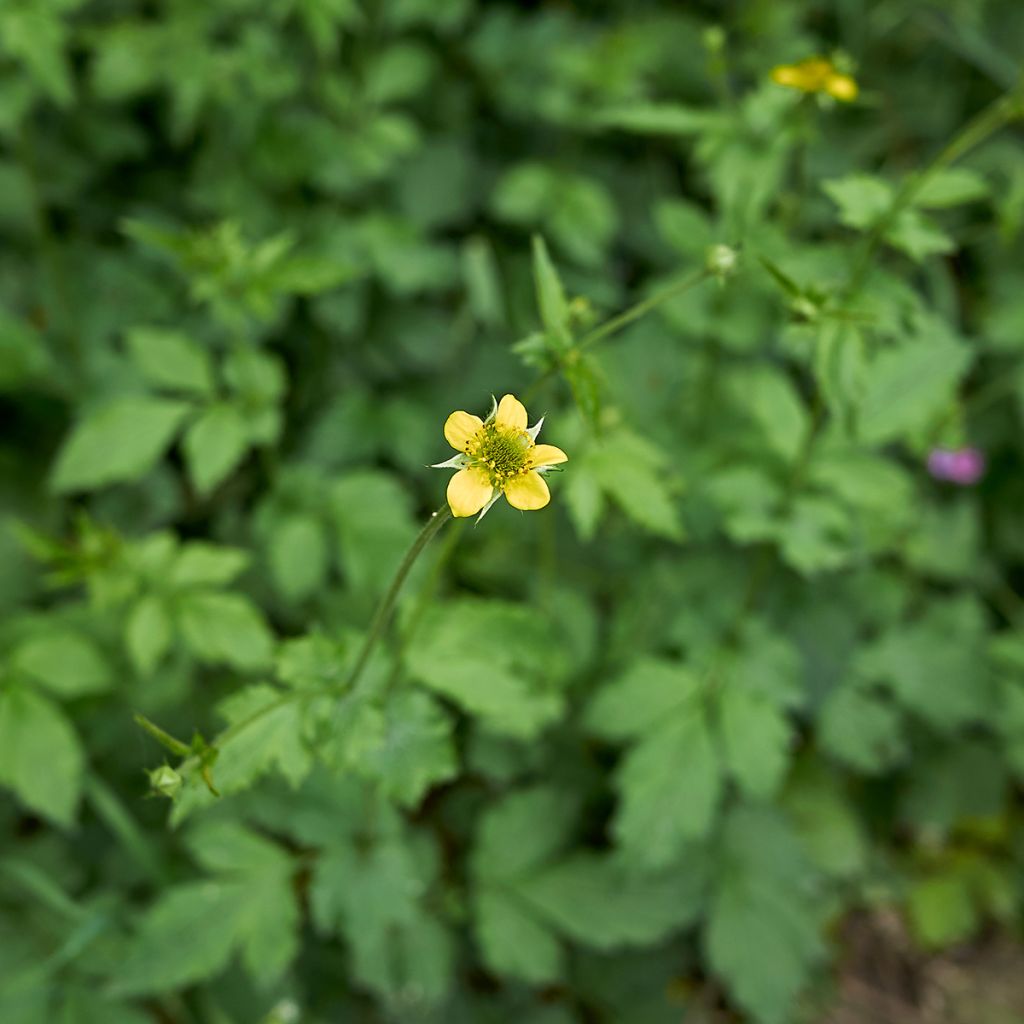 Kyläkellukka - Geum urbanum