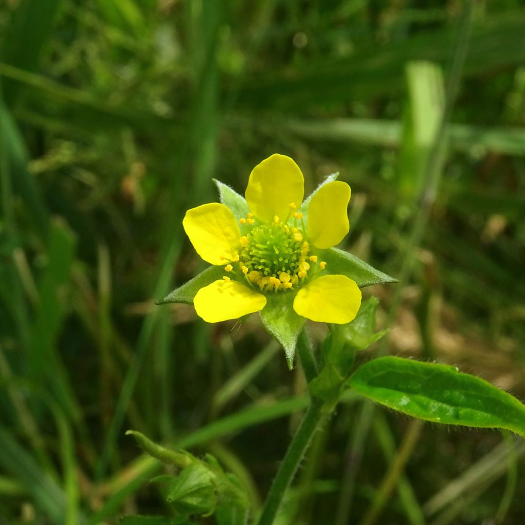 Kyläkellukka - Geum urbanum