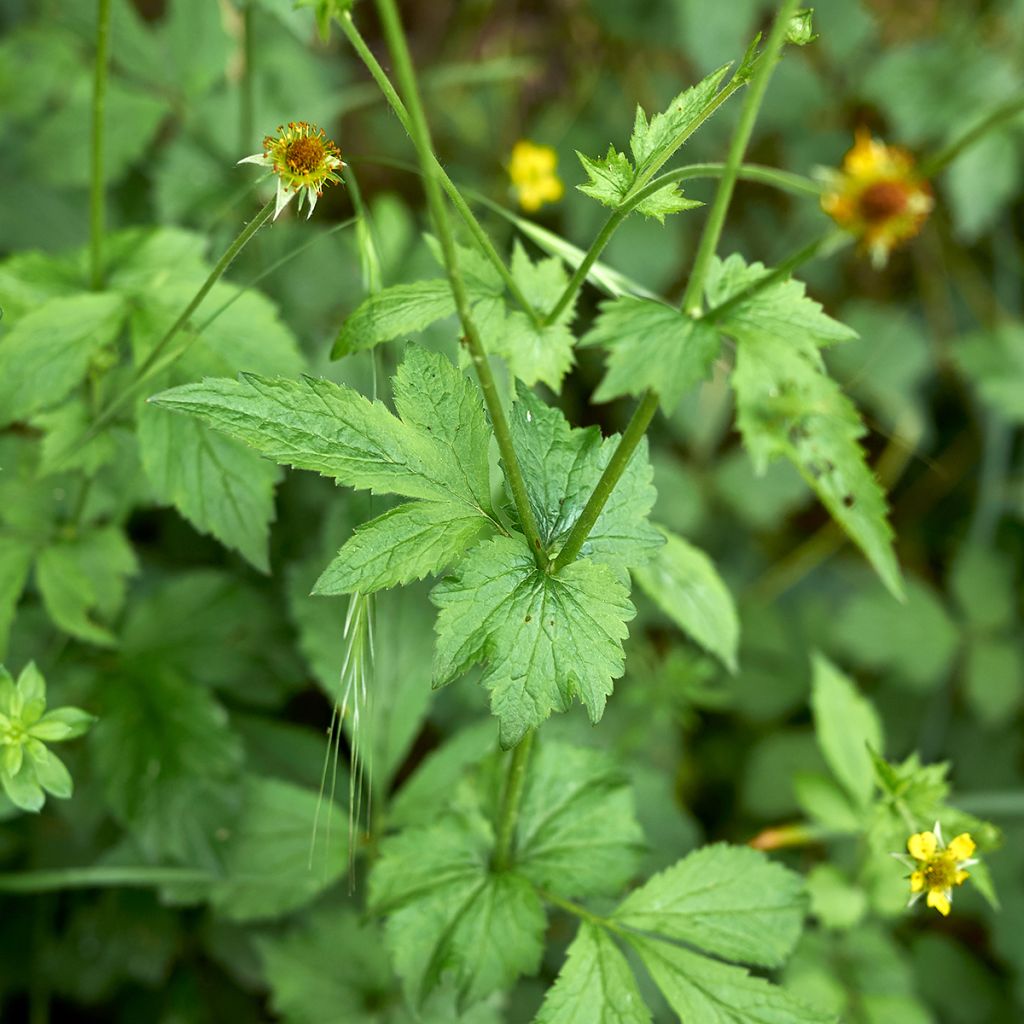 Kyläkellukka - Geum urbanum