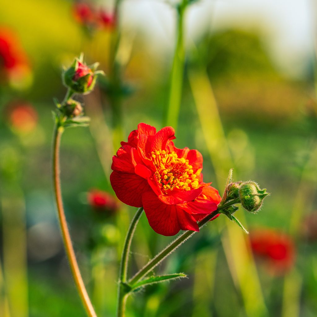 Tulikellukka Flore Pleno Blazing Sunset (siemenet)