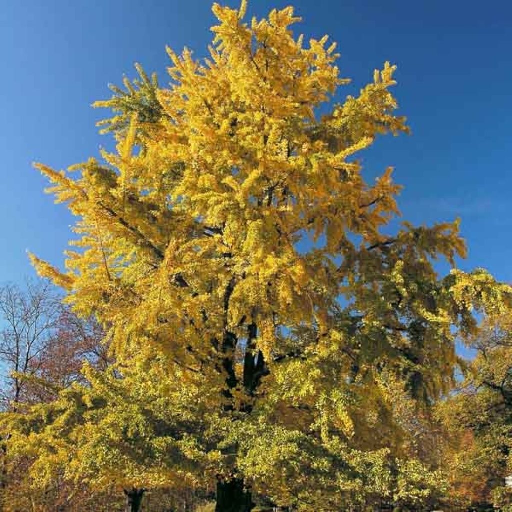 Neidonhiuspuu - Ginkgo biloba