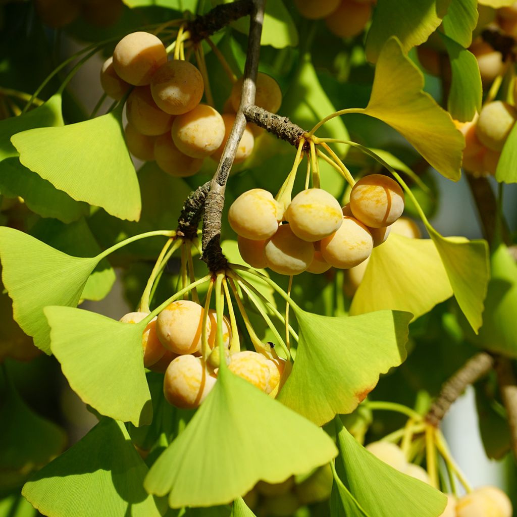 Neidonhiuspuu - Ginkgo biloba