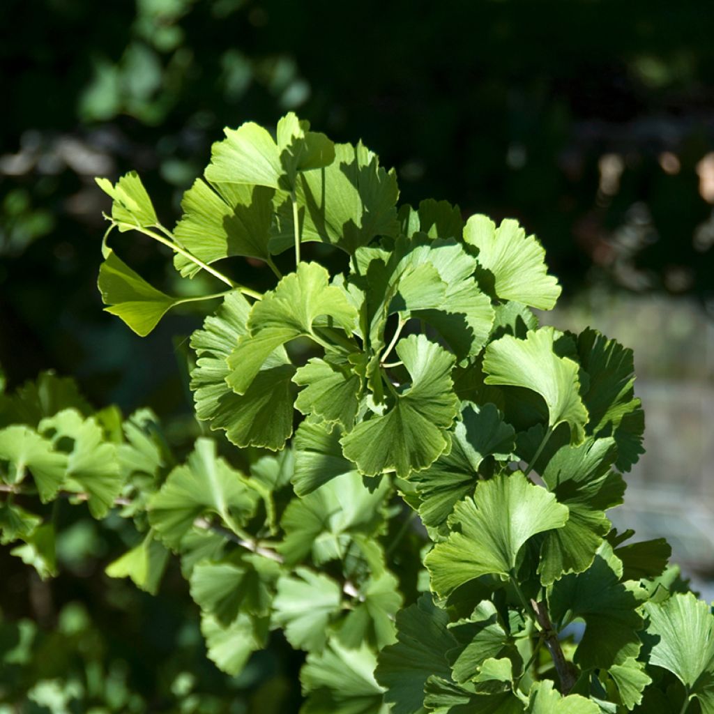 Neidonhiuspuu Pendula