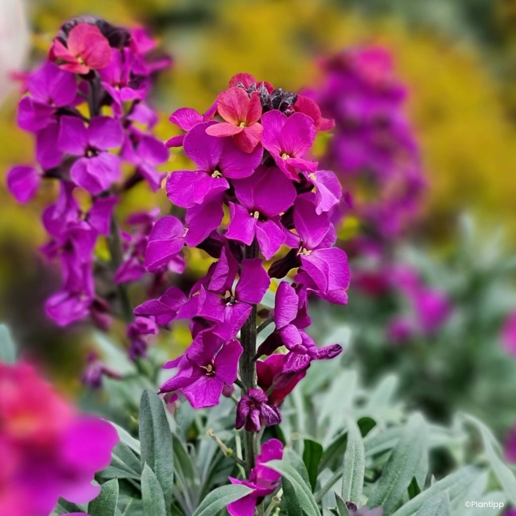 Kultalakka Colour Vibe Purple