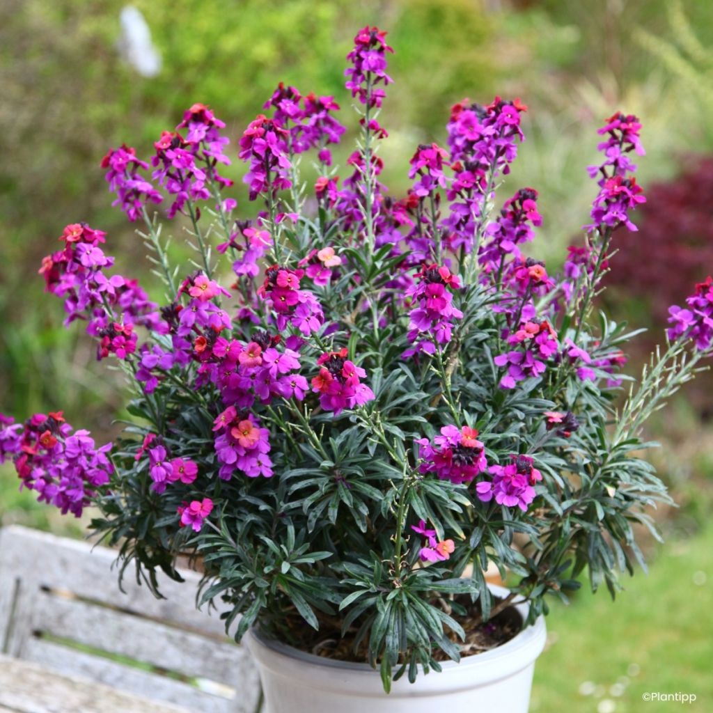 Kultalakka Colour Vibe Purple