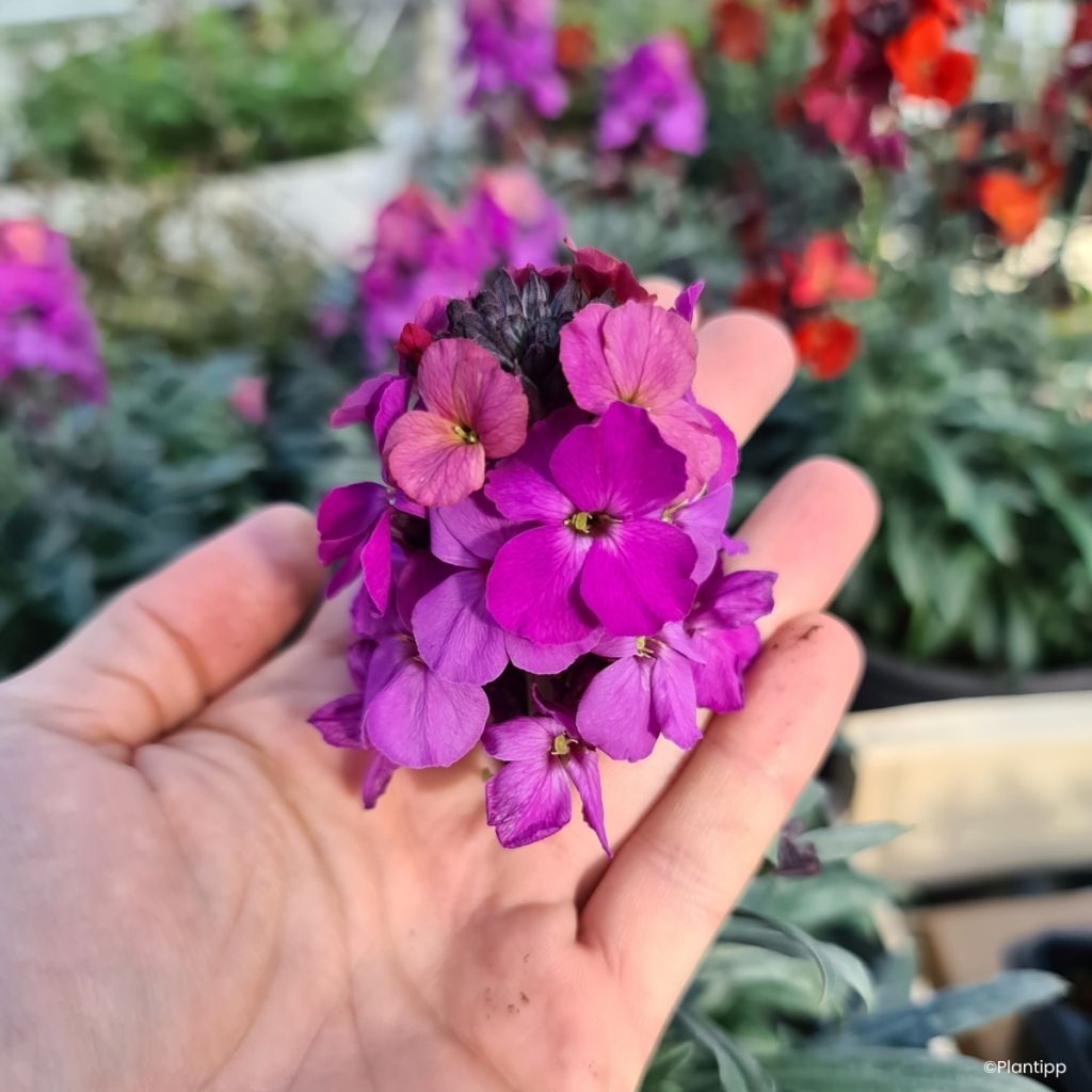Kultalakka Colour Vibe Purple