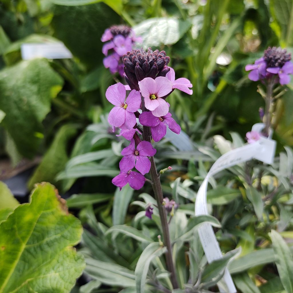 Kultalakka Bowles Mauve