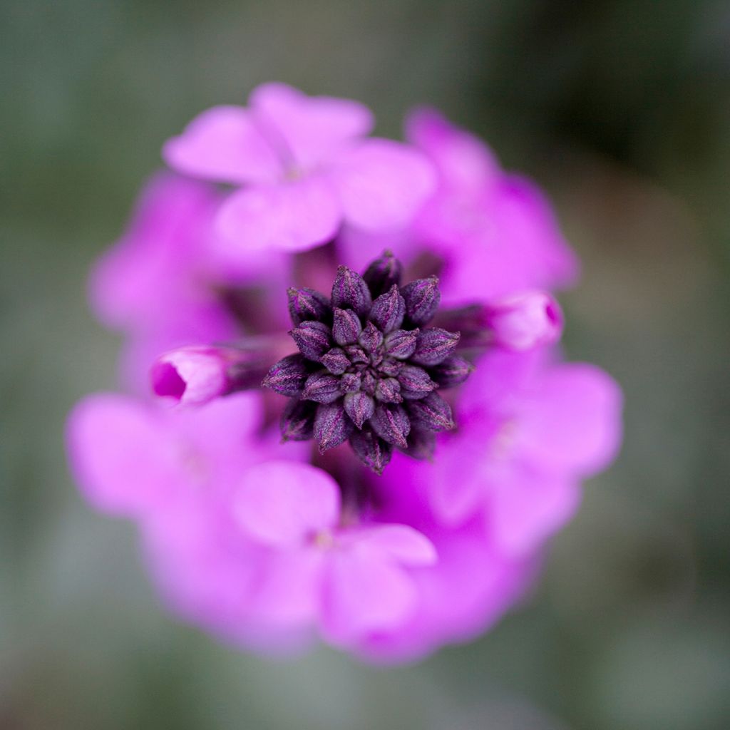 Kultalakka Bowles Mauve