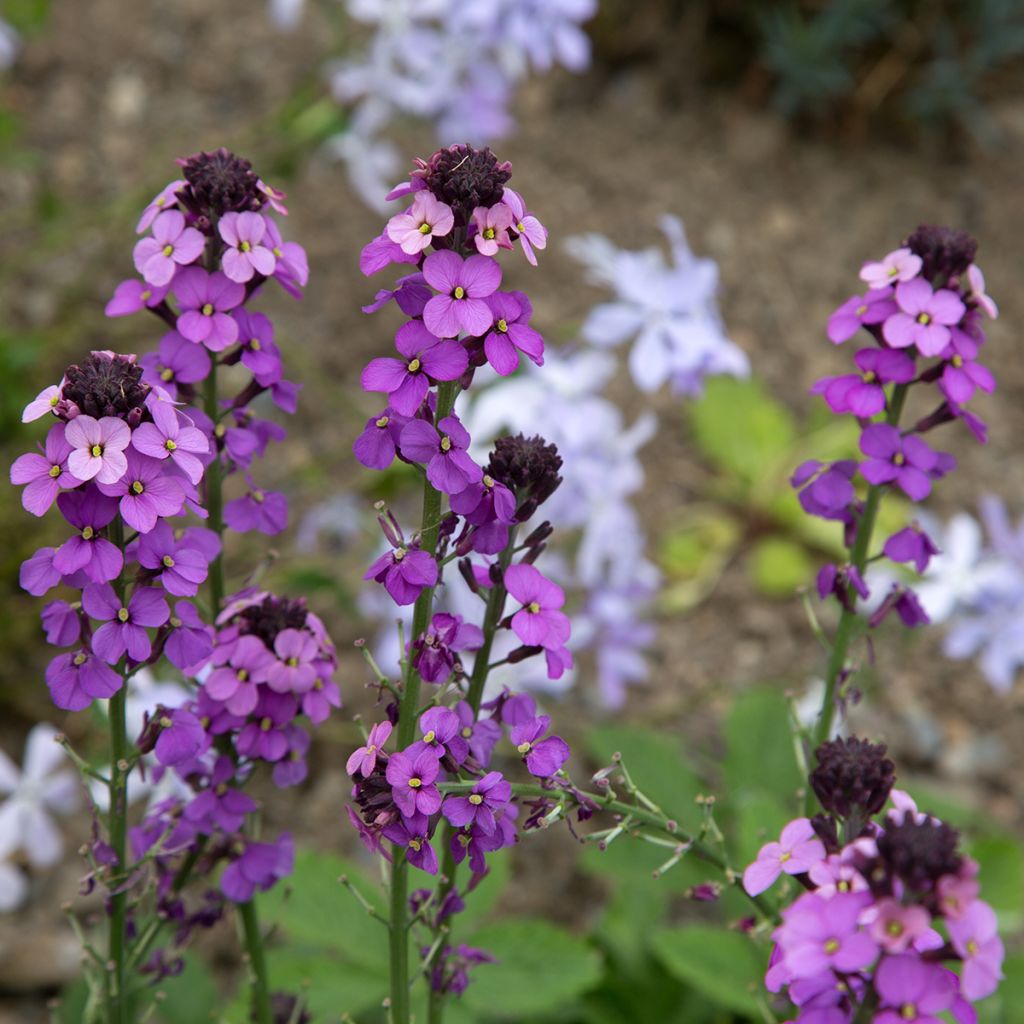 Kultalakka Bowles Mauve