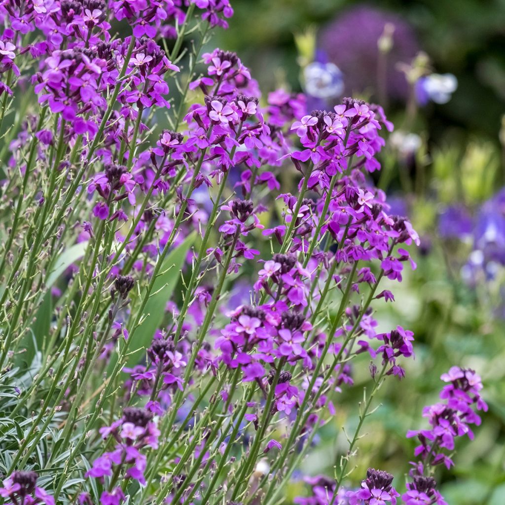 Kultalakka Bowles Mauve