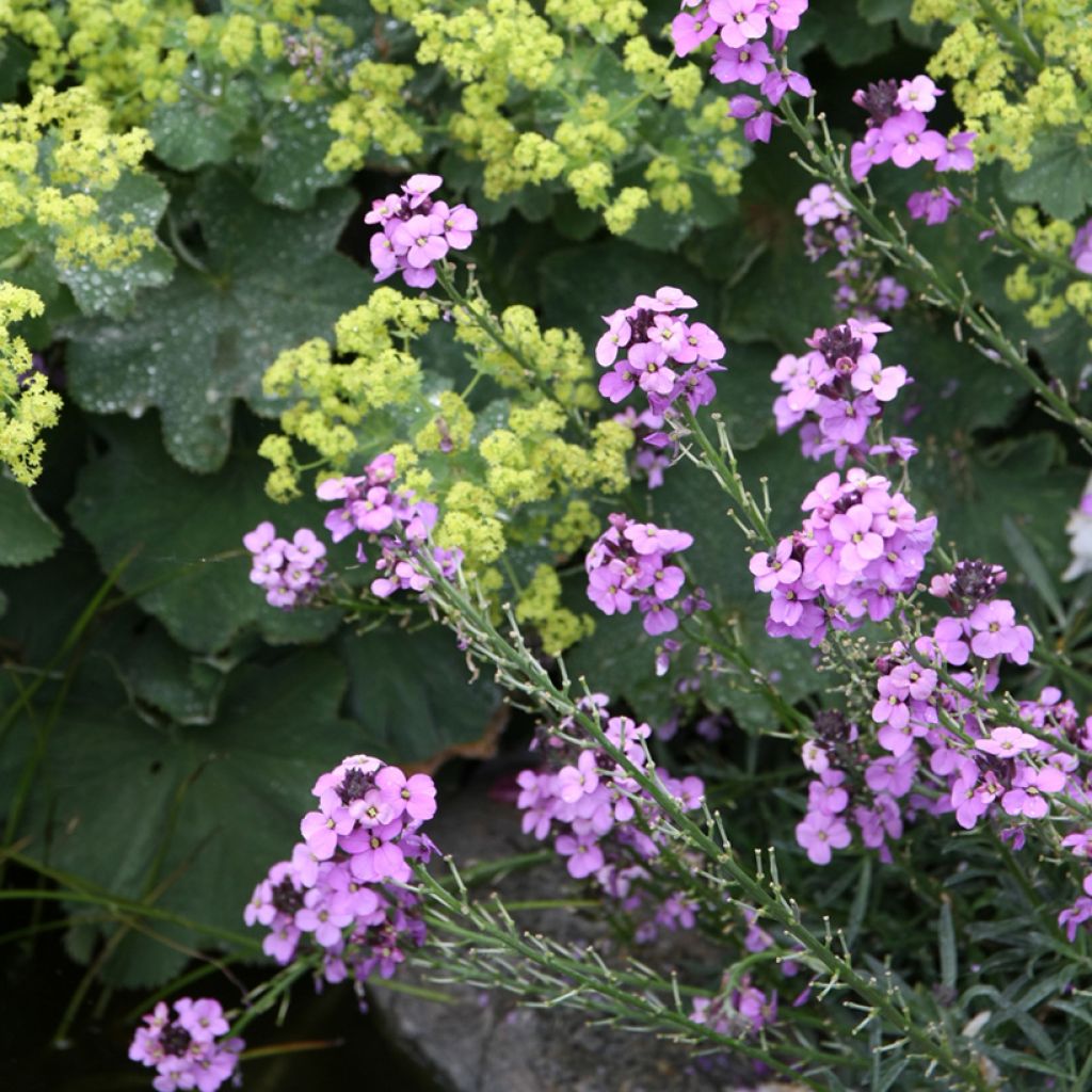 Kultalakka Bowles Mauve